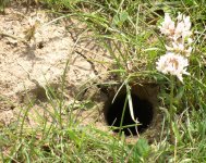 hole.2.jpg