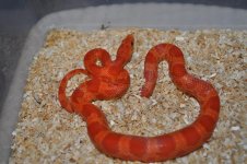 Sunkissed Lava1.JPG