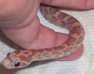 Little Man5 090824.jpg