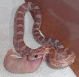 Little Man6 090824.jpg