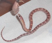 Little Man7 090824.jpg