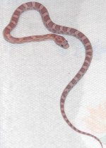 Little Man 090824.jpg