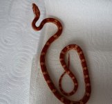 amel motley het blizz b.jpg