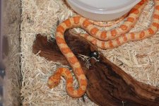 Female Buttersquash - Zoee.JPG