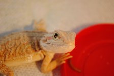 dsc_0629.jpg