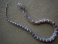 lavender het diffused male.jpg