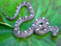 Baby G Second Shed 014cr.jpg