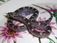 PB2010_01G 002cr.jpg