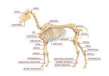 skeleton-horse_1.jpeg