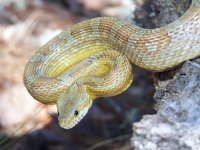 Oriana Feb '11 - close up.jpg