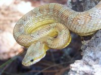 Oriana Feb '11 - close up - 2.jpg