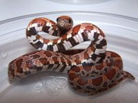 083 Sunkissed - F - 9-22 - D.jpg