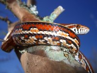 Gartersnake_001.jpg