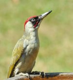 GreenWoodpecker04.jpg