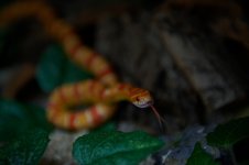 DSC_9898.jpg
