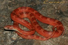 Hypo BR v4 25-2-09 a.jpg