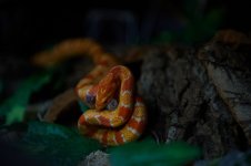 DSC_9893.jpg