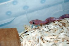 Dean's Snakes 004.jpg