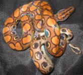 Spyre knot.jpg