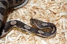 Dean's Snakes 008.jpg