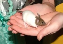 4 f guinnea.JPG