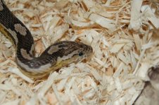 Dean's Snakes 011.jpg