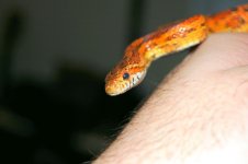 Dean's Snakes 012.jpg