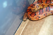 Dean's Snakes 013.jpg