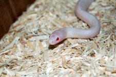 Dean's Snakes 016.jpg