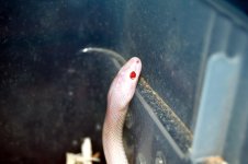 Dean's Snakes 018.jpg