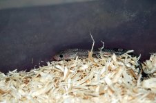 Dean's Snakes 019.jpg