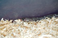 Dean's Snakes 020.jpg