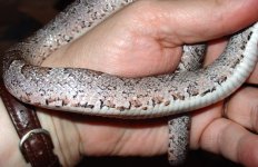 9`26`04-Darwin-Exc-sidehand.jpg