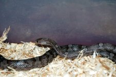 Dean's Snakes 022.jpg