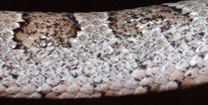 9`26`04-Darwin-Exc-close-pi.jpg