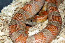 Dean's Snakes 024.jpg