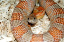 Dean's Snakes 026.jpg