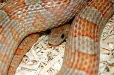 Dean's Snakes 031.jpg