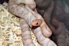 Dean's Snakes 032.jpg