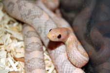 Dean's Snakes 034.jpg
