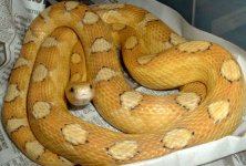 carmel motley het for high yellow amber motley 2.jpg