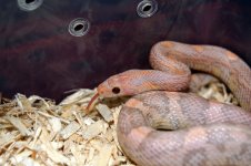 Dean's Snakes 037.jpg
