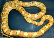 super amber het high yellow motley.jpg
