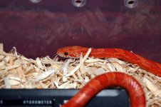Dean's Snakes 041.jpg