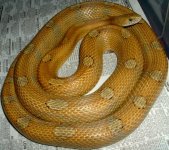 carmel motley het high yellow amber.jpg