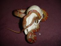 copy (2) of snake n skull.jpg