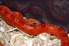 Dean's Snakes 042.jpg