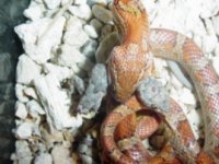 snake feeding 1.jpg