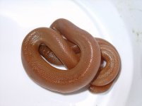 9`2`04-Rubber-Boa-curled-al.jpg