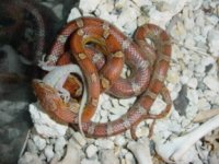 snake feeding 3.jpg